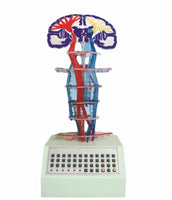 Simulador conducción nerviosa eléctrica