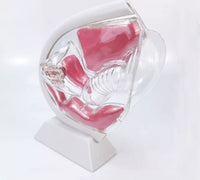 Anatomia de utero transparente - modelos anatomicos ginecologia