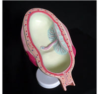 Kit de 8 modelos - Desmontables del Desarrollo fetal embrionario