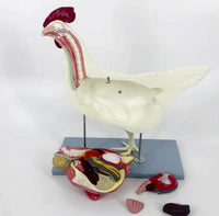 Modelo de Gallina para MVZ Desmontable