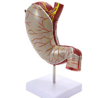 Modelo de estomago sano pared gastrica