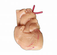 Simulación sutura realista cirugia de organos laparoscopia Kit