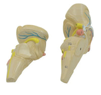 Modelo anatomico Cerebelo tronco encefalico cerebro