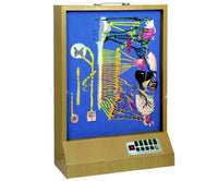 Simulador de Nervio autónomo