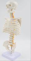 Esqueleto humano modelo 1/2 en base