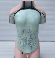 Torso de sistema vascular vena porta