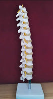 Modelo de discos vertebrales Columna Dorsal