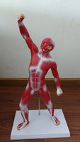Anatomia de sistema muscular humana