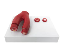 Modelo Arteriosclerosis arterias