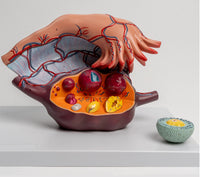 Modelo estructura de ovarios femenino