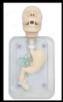 Modelo simulador laparoscopia de entrenamiento endoscopio estomago gastroscopica Completo