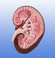 Modelo de Riñón maxizado con Glándula renal rinon