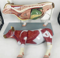 Modelo de Vaca para MVZ Desmontable