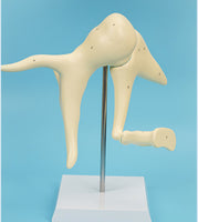 modelo de enseñanza auditivo osiculo estructura del oido