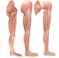 Modelo de Pierna - Ultra Realista Alta Simulacion