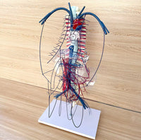 Modelo de Circulacion vena porta