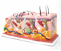 Modelo de Piel Alargado 50 CM - sistema tergumentario
