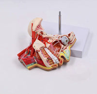 Modelo de Cabeza y Rostro Humano con Vasos sanguíneos y Nervios