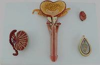 modelo del sistema reproductor masculino 3 piezas