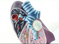 Modelo anatómico de pulmón de fumador patologias