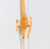 Extremidad Superior o Inferior con Ligamentos Pierna Brazo en base