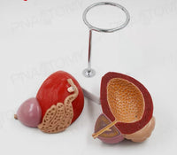 Vejiga urinaria humana próstata desmontable