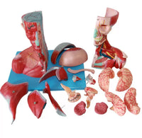 Modelo Anatómico de Cabeza y Cuello con Vasos, Nervios y Cerebro Alta Definicion