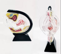 Anatomia de utero transparente - modelos anatomicos ginecologia