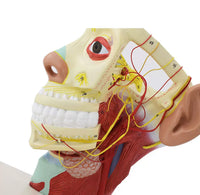 Modelo de Rostro 3D cabeza de alta definicion