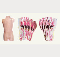 Torso humano seccionado vertical sagital desmontable