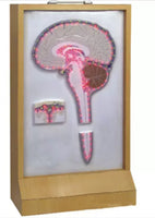 Simulador cerebral circulante de líquido cefalorraquídeo