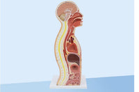 Incisión sagital media del torso Sonda nasogastrica