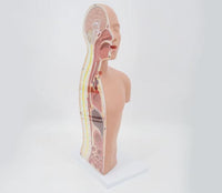 Incisión sagital media del torso Sonda nasogastrica