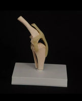 Modelo de articulación de rodilla de Canino perro