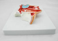 Modelo anatomica de cabeza humana