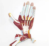 Modelo Anatomico Mano Musculo Vaso sanguineo 7 Piezas