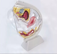 Anatomia de utero transparente - modelos anatomicos ginecologia
