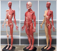 Modelo Anatomico Esqueleto muscular 60cm
