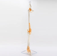 Extremidad Superior o Inferior con Ligamentos Pierna Brazo en base