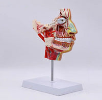 Modelo de Cabeza y Rostro Humano con Vasos sanguíneos y Nervios