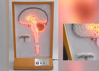 Simulador cerebral circulante de líquido cefalorraquídeo