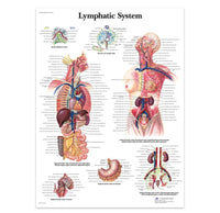 Póster anatomía Humana para consultorios PII