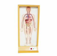 Simulador Electrónico de Sistema Circulatorio