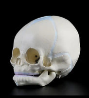 Craneo de bebe fetal feto