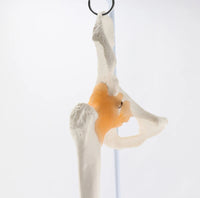 Extremidad Superior o Inferior con Ligamentos Pierna Brazo en base