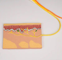 Modelo anatómico del sistema nervioso central