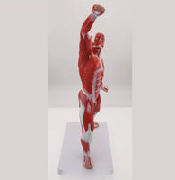 Anatomia de sistema muscular humana