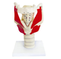 Modelo anatomico de laringe