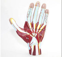 Modelo Anatomico Mano Musculo Vaso sanguineo 7 Piezas