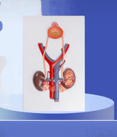 Modelo de Sistema Urinario Masculino Vejiga Urétero Riñón Anatomía humana